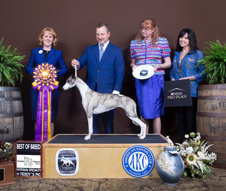 The 2024 Whippet National